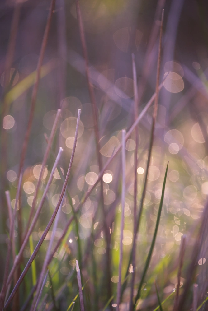 Lights of the Long Grass