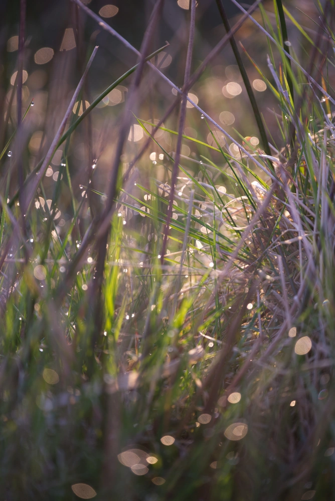 Bokeh amongst grass waving in the wind.